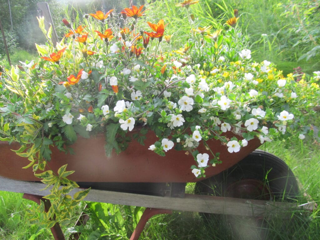 Picture shows an old wheelbarrow used as a planter.  It is overflowing with flowers that are brilliant yellows, whites and a touch of orange like the sun
