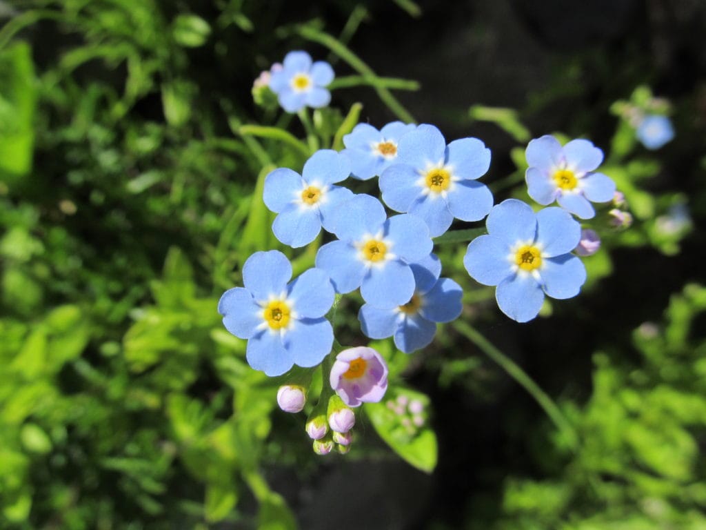Forget-me-not flowers in the artist's garden in Alaska