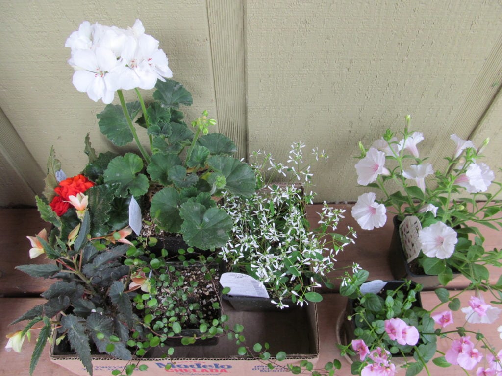 harden off your flowers.  flowers in pots from the greenhouse are set out on the porch against the side of the house
