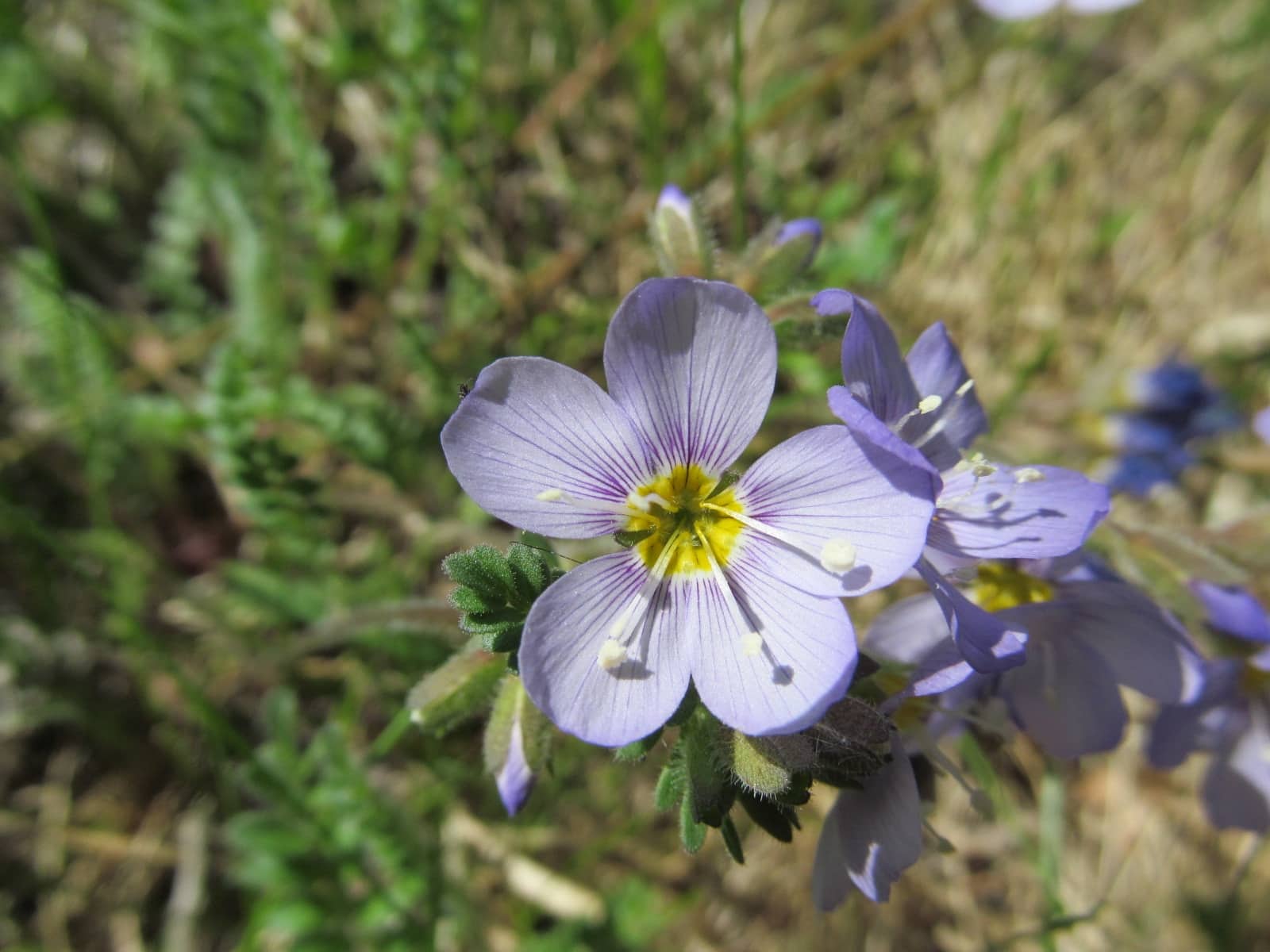 Meet Alaska's Wildflowers In Spring | Make It A Garden