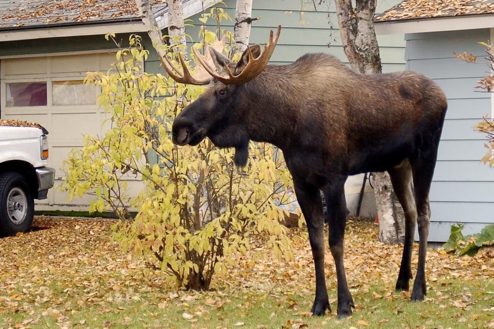 Bull moose in the fall standing next to a tree in someone's front yard.  You'll want to Keep moose from eating those trees