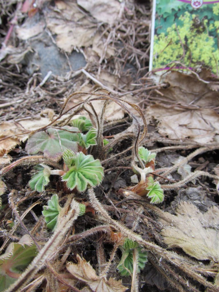 a flower called Lady's Mantle re-emerges, one of the perennials in early spring