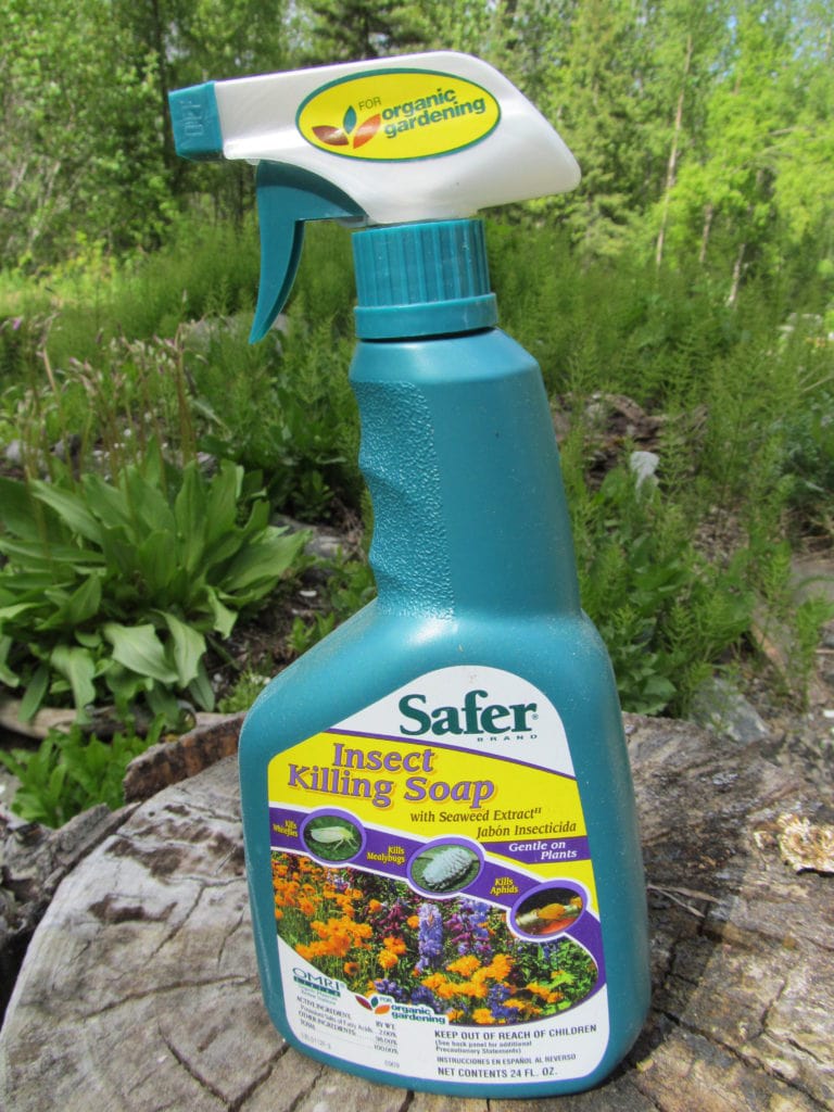 picture of a commercial product sold in a spray bottle to kill aphids