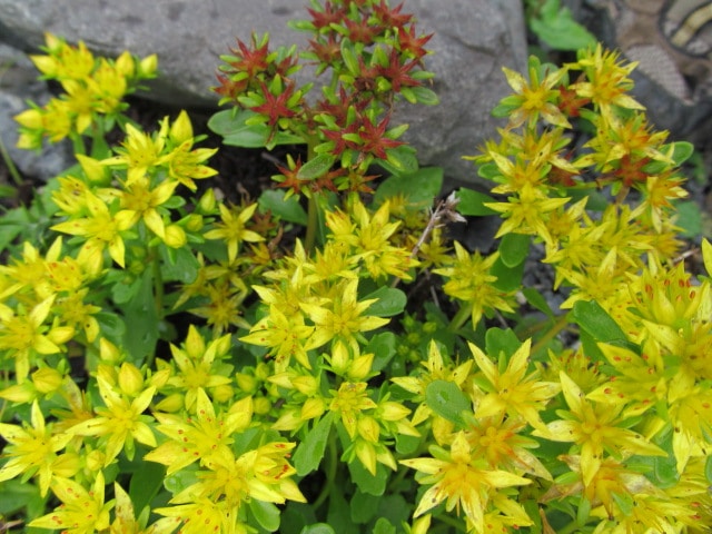 Sedum blooming.  Masses of small deep yellow pointy flowers.  They are one of Alaska's wildflowers in Spring