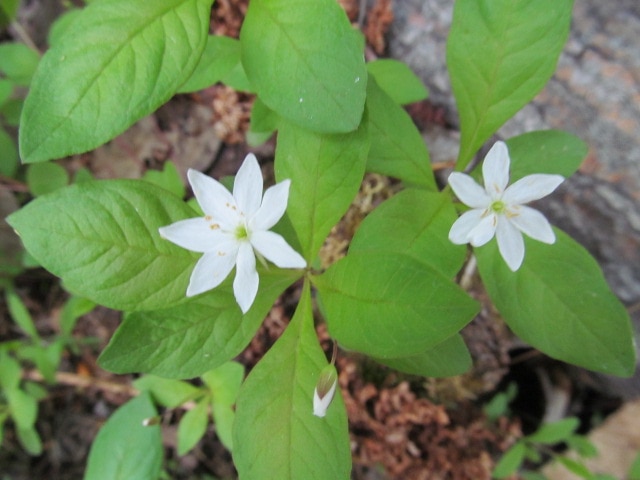 A small, dainty white star-shaped flower called a Star Flower. It's one of Alaska's wildflowers in the Spring.