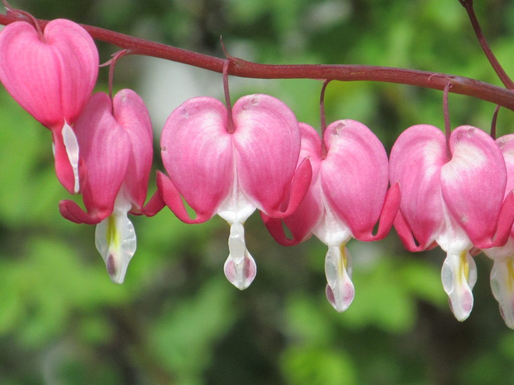 Perennial Flower Bleeding Hearts that are dainty and the type of flower often seen in an English Cottage garden. It creates the look you love for your garden