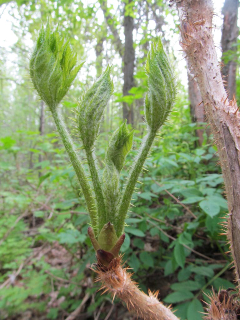 Devil's Club leaves emerge in the spring on a very thorny stalk.