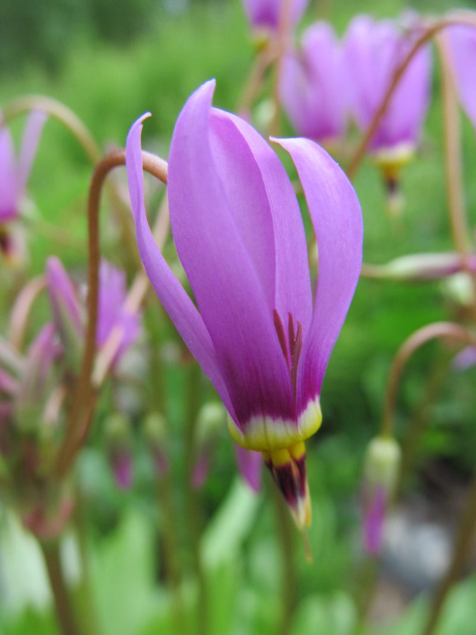 Meet Alaska's Wildflowers In Spring | Make It A Garden