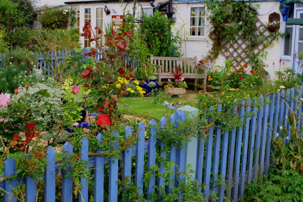 Wood picket fence around a flower garden  painted bright blue