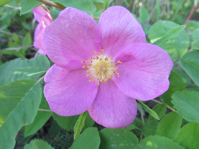 Close up photo of a prickly rose, one of Alaska's wildflowers in summer