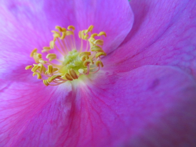 Extreme close up of a wild rose zoomed  in on the center of flower showing the pollen on the anthers.  One of Alaska's Wildflowers in Summer
