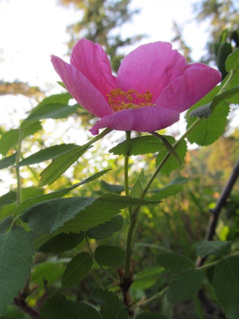 An up-close photo of a wild rose that just opened up in full bloom. One of Alaska's wildflowers in Summer