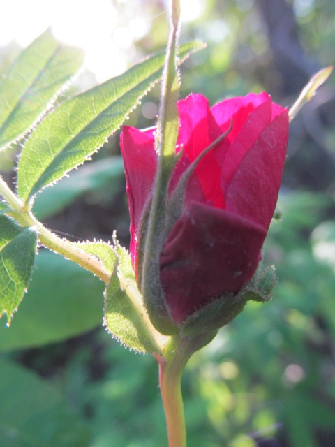 Close up of a wild rose in bud stage. One of Alaska's wildflowers in summer