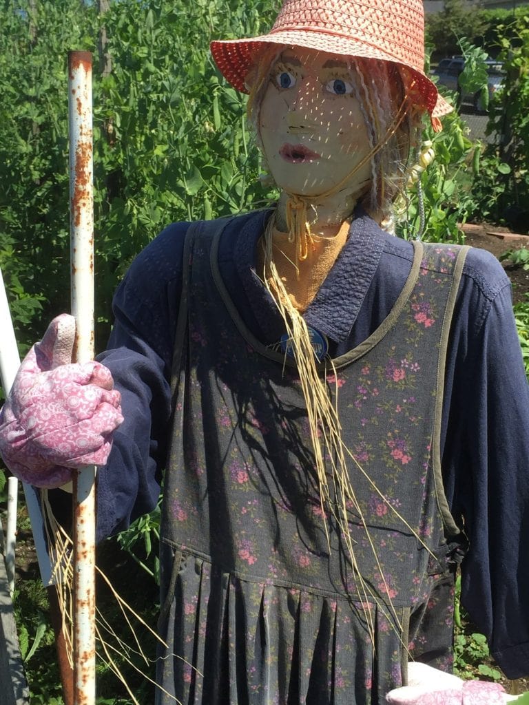 A modern scarecrow. A woman out in her garden wearing a long dark colored dress and long sleeve work shirt. She has a cloth face painted to appear as a woman. She holds a rake and looks like she's working in the garden.