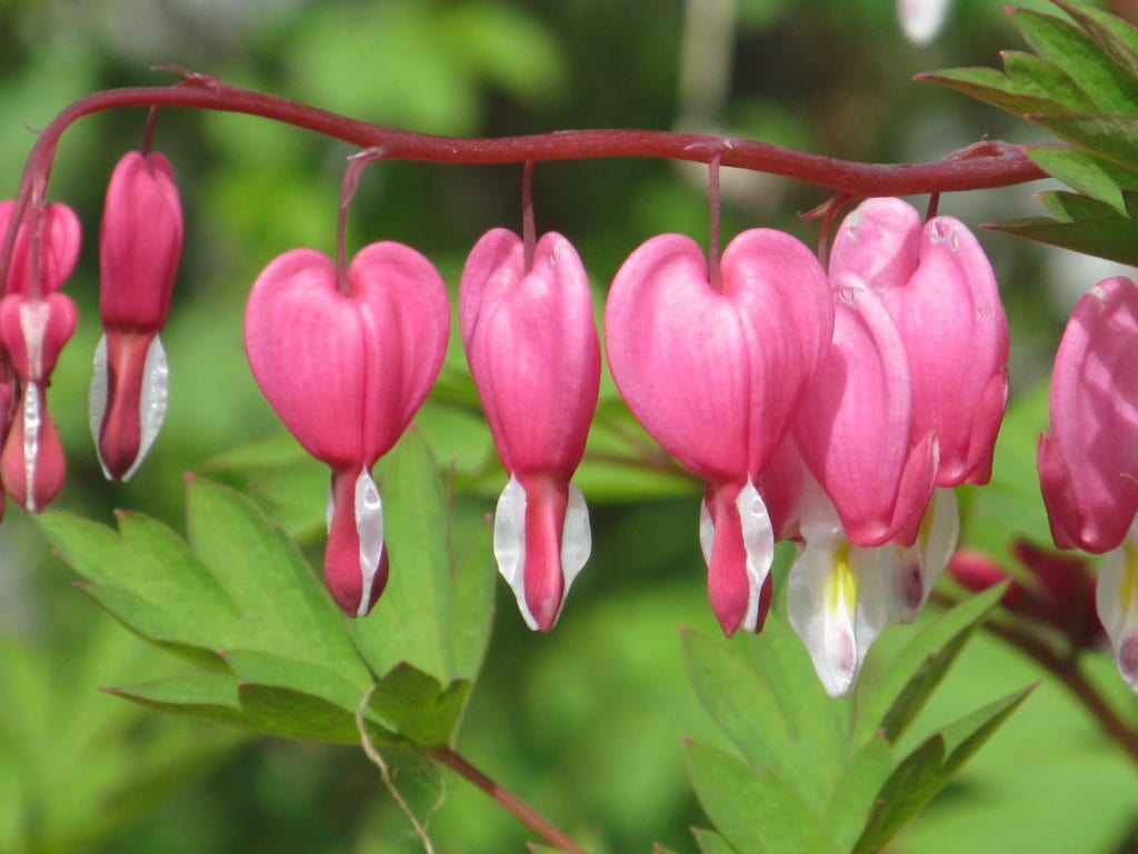 pink bleeding heart flowers