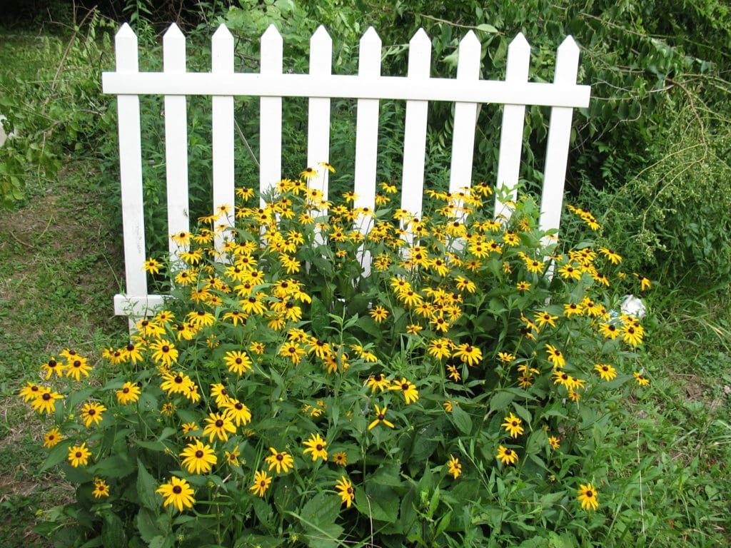 Cottage garden theme look. Photo of white picket fence behind a patch of lazy susan flowers.