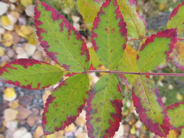Close up of a wild rose leaf that is green but getting red colors around the edges.