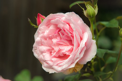 A lovely pink rose is a popular flower in the cottage garden look