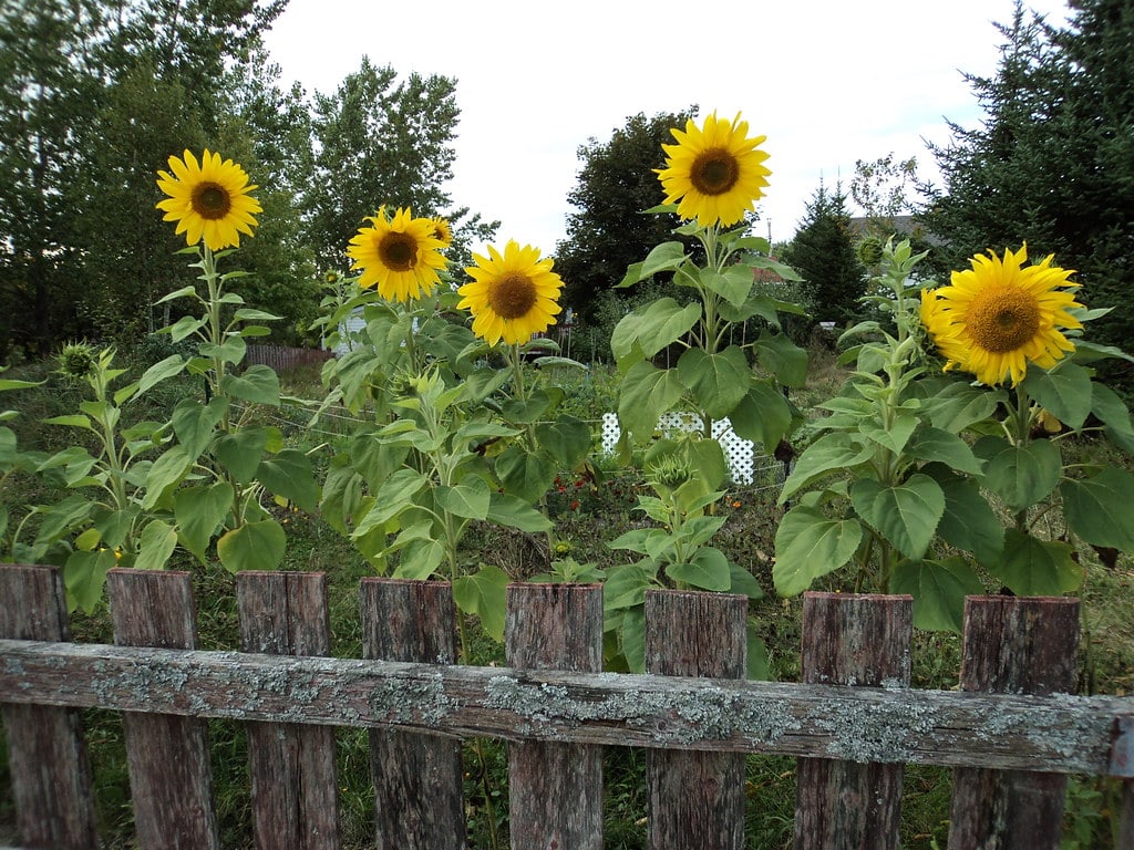 How to Create the Perfect Rustic Garden | Make it a Garden