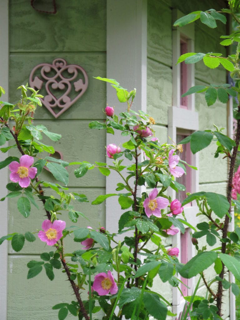 heart garden decor. A shaped iron trivet hung up as decor on garden shed. A rose bush grows in front of it