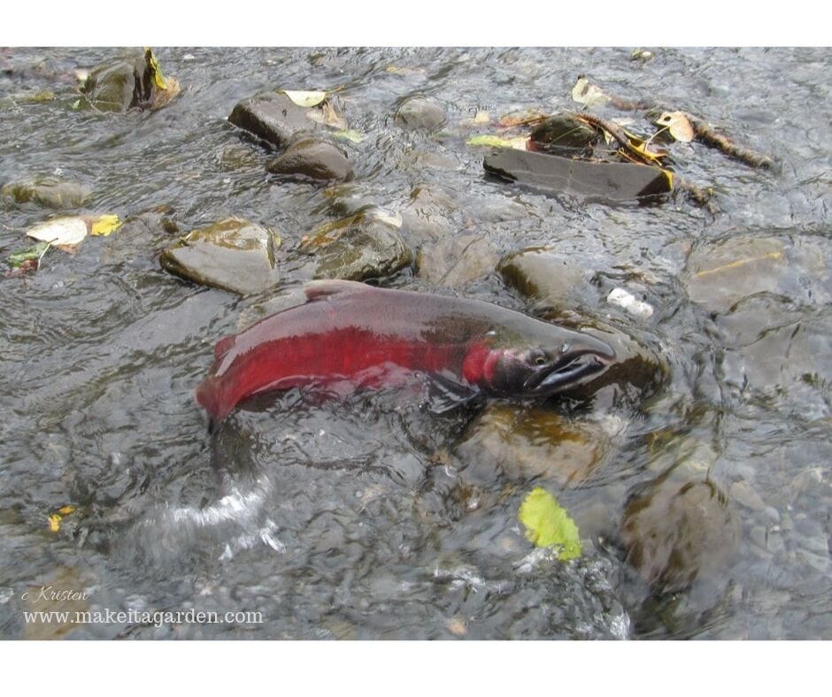 Salmon spawning. shallow creek salmon is bright reddish color