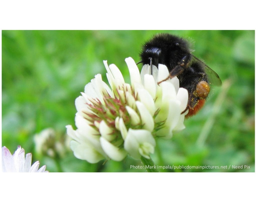 close up photo of a honey bee pollinating a clover flower.