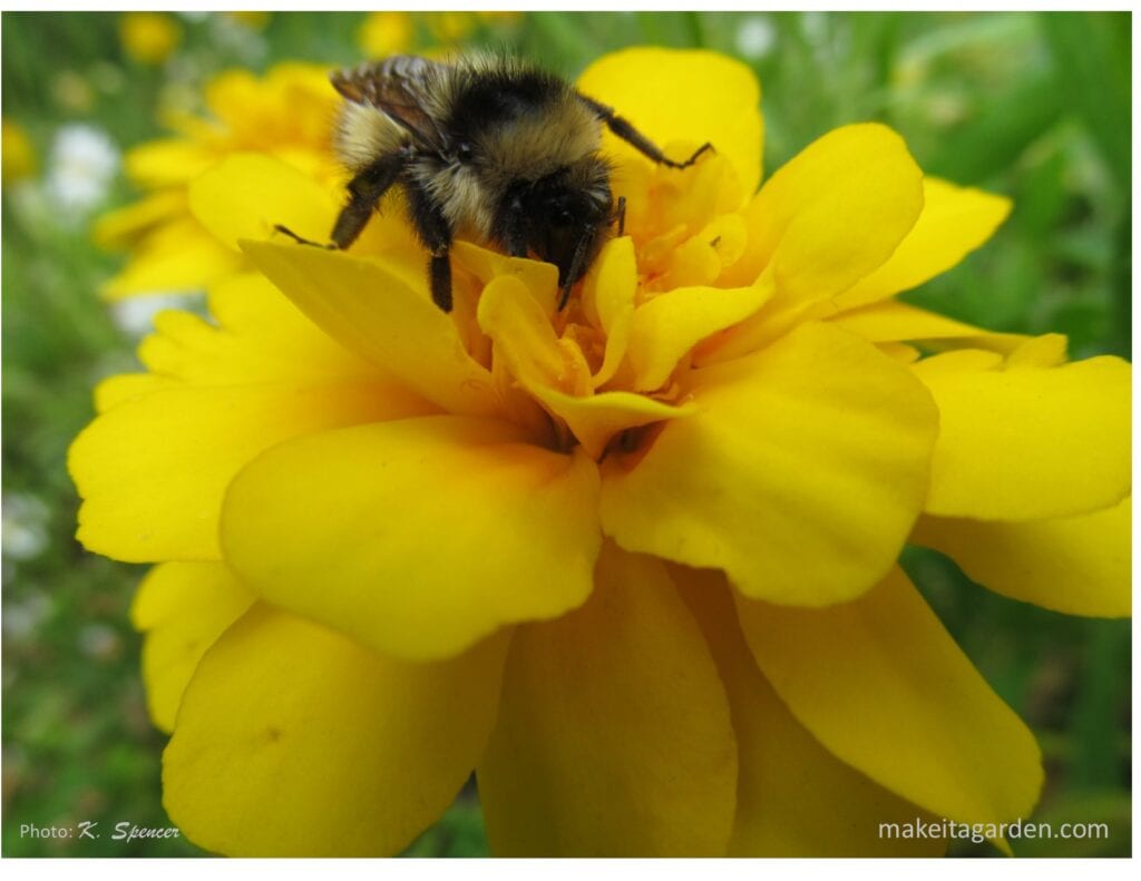 Close up of a bumble bee pollinating a marigold flower