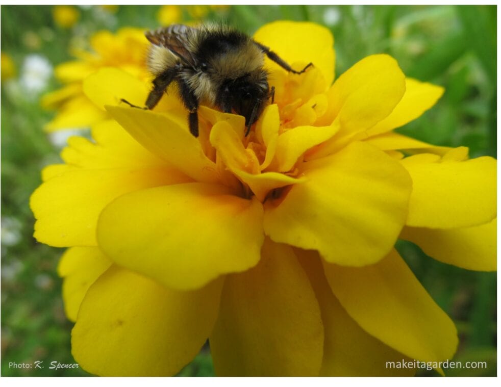 main photo of a bumble bee on a marigold flower