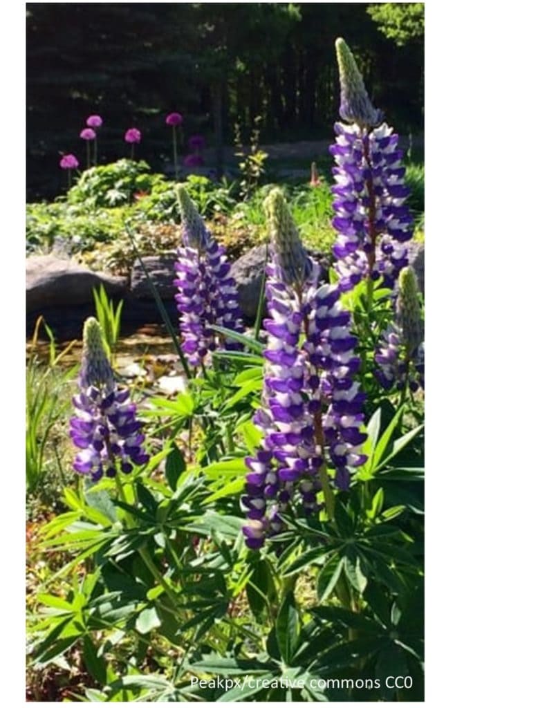 Perennials at the garden center. Photo of a tall, showy flower called Russell Lupine.