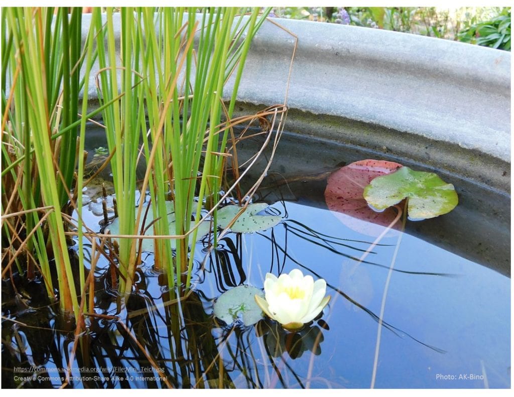 Pond made in a galvanized stock tank. Country cottage garden ideas