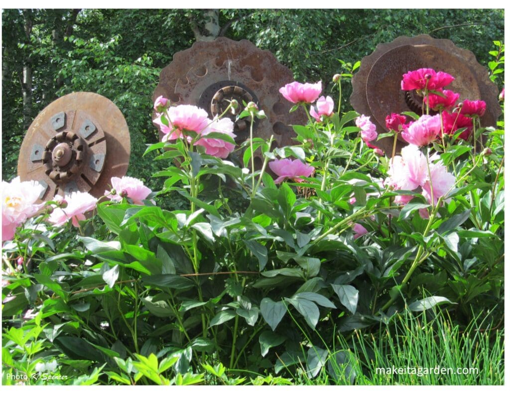 3 large rusty metal flower sculptures in the middle of peony flowers. Imaginative sculptures make Palmer garden