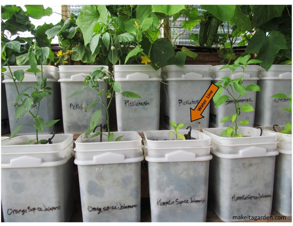 Tall buckets with vegetables growing out of them. Photo shows where the waterline goes in