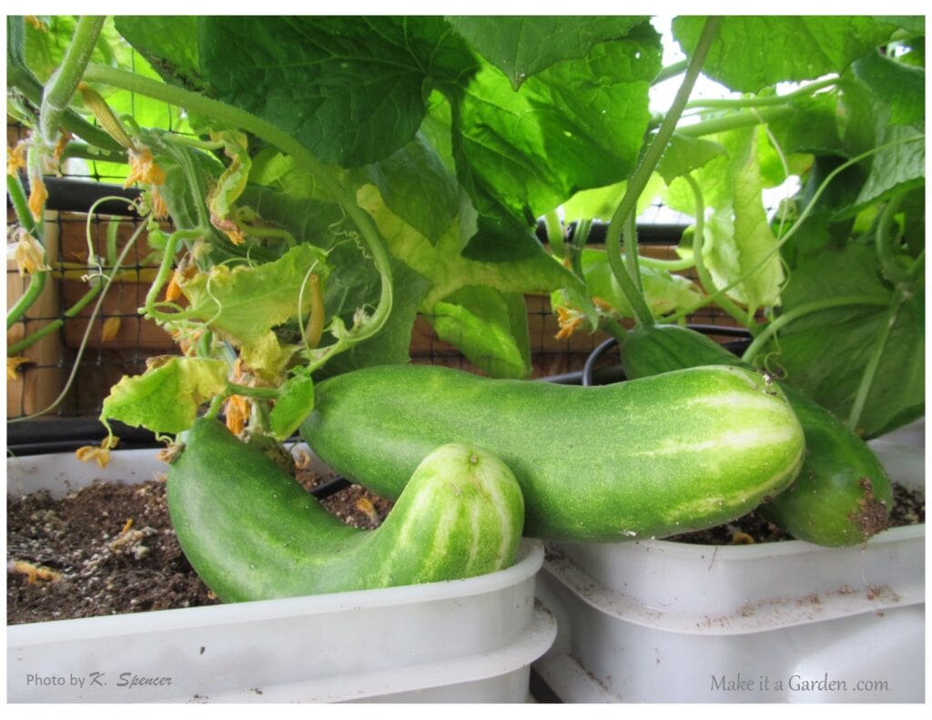 Photo of cucumbers on the vine. Backyard greenhouse with drip irrigation
