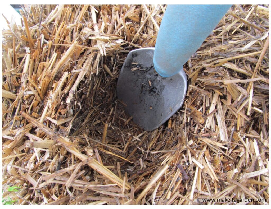 strawbale gardening. Close up photo of using a small hand tool to dig a hole in the moist straw to stick a plant in