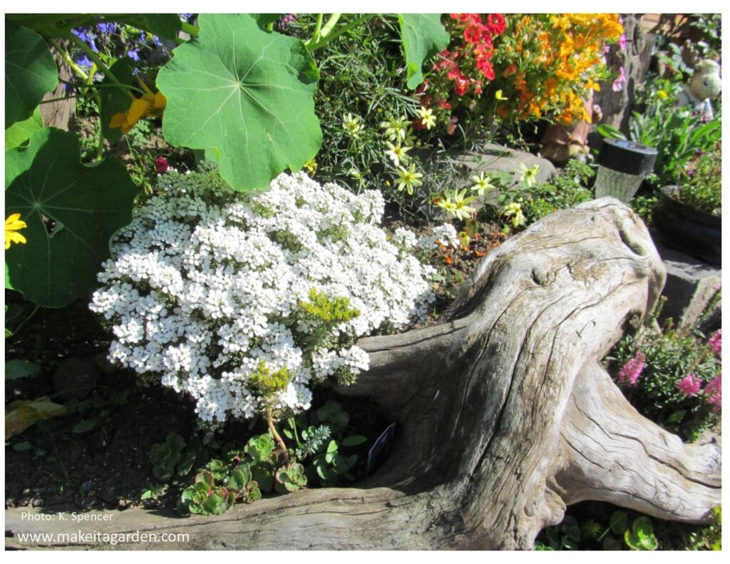large, smooth and curvy piece of driftwood in garden surrounded by flowers