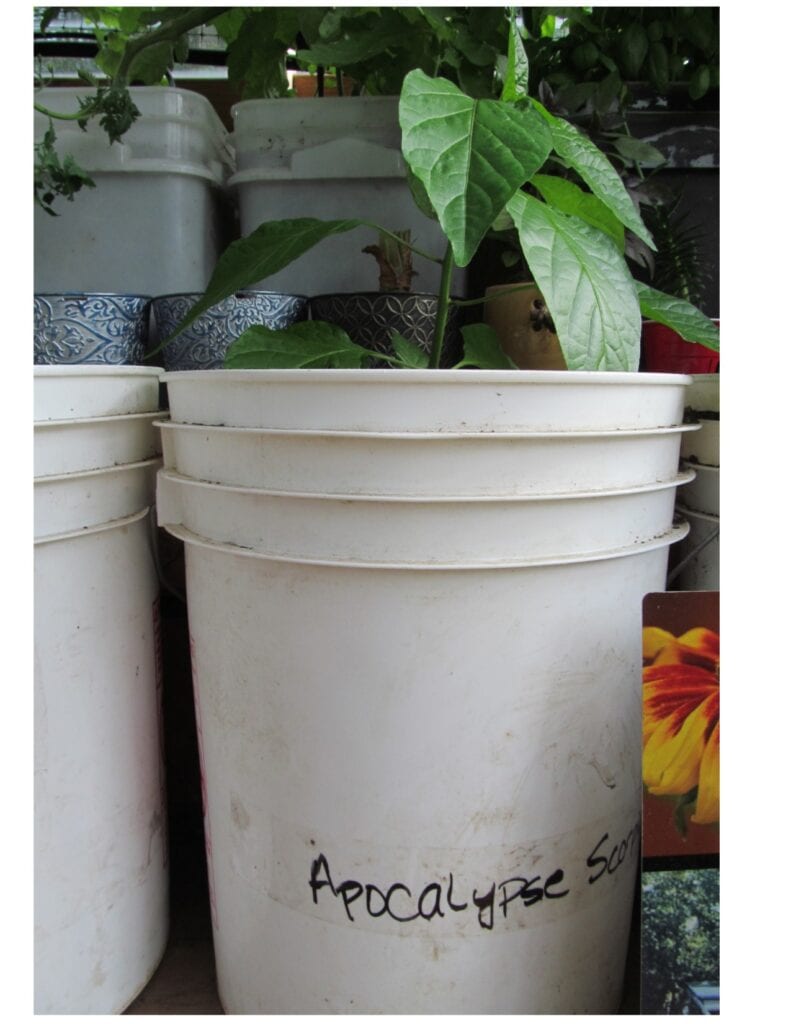 Photo of a pepper growing out of a white bucket. 