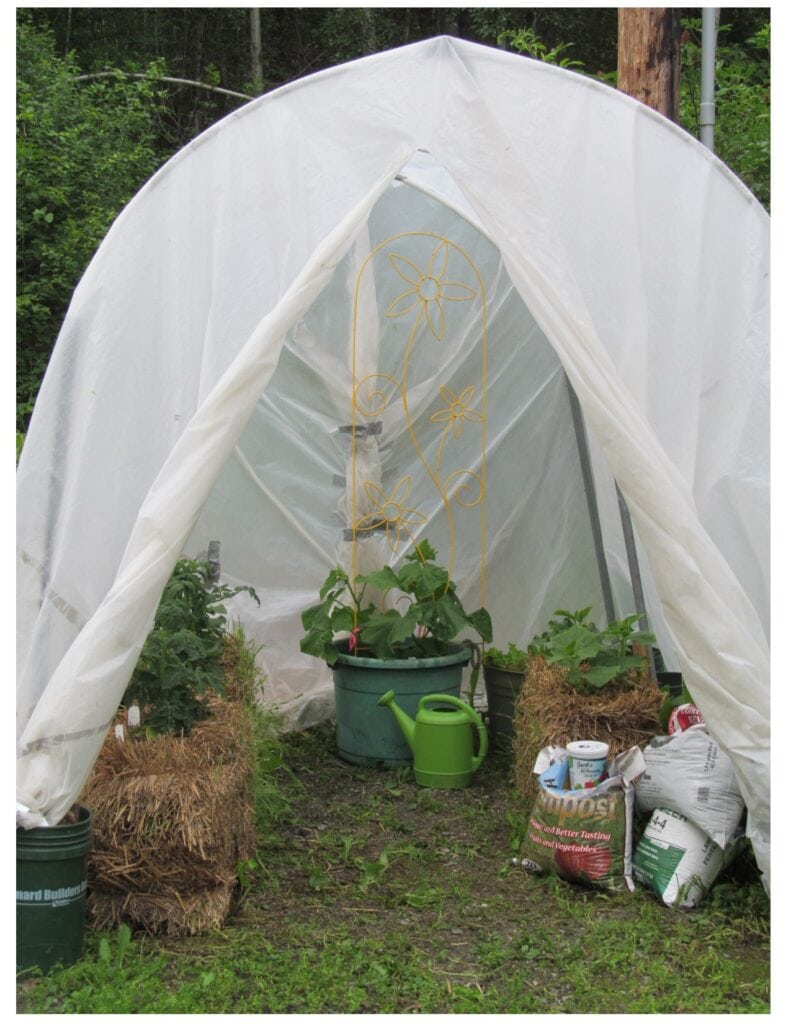 Strawbale gardening. Photo of a metal frame covered with plastic to make a tent-style greenhouse called a hoop house with vegetables growing inside 