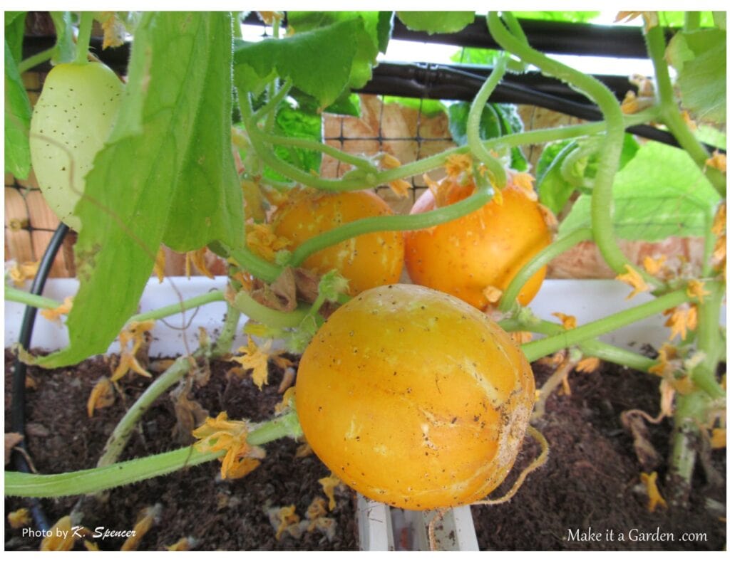 Photo of type of cucumber that looks like an orange. Backyard greenhouse with drip irrigation