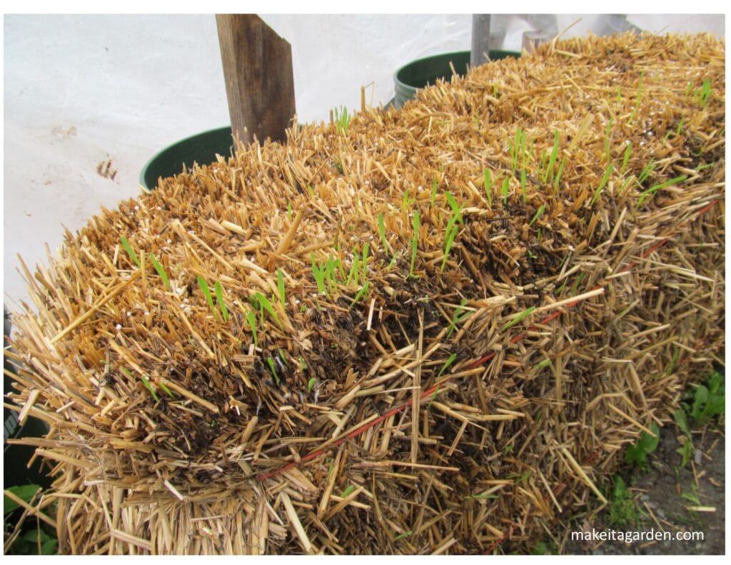 photo of bale of straw with sprouts growing out of it. Strawbale gardening