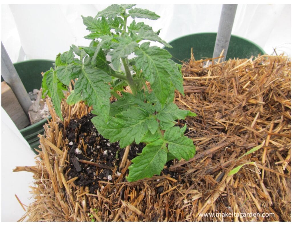 photo of tomato plant planted in a bale of straw. Strawbale gardening
