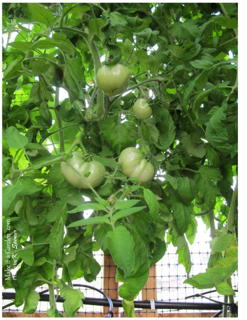 Photo of tomatoes on the vine..still green not ripe yet. backyard greenhouse with drip irrigation