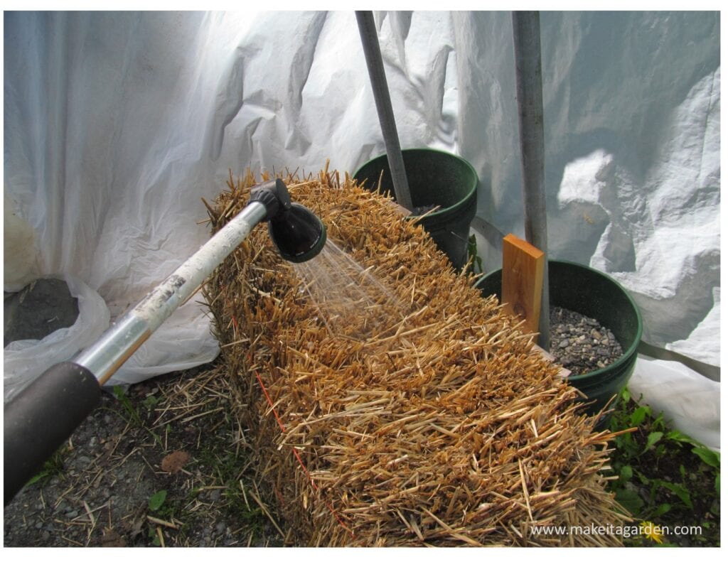 photo of watering the strawbales with a hose and waterwand