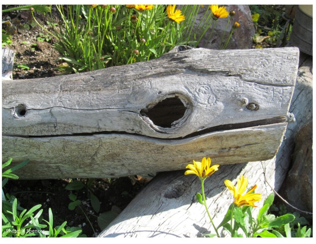Hollow driftwood log has a hole in the side of it which makes it an interesting log to use in garden. Flowers grow next to it.