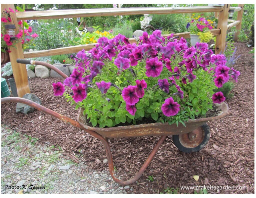 An old very rusty wheel barrow used as a planter. Filled with bright reddish-purple flowers. A great start to a spectacular flower garden