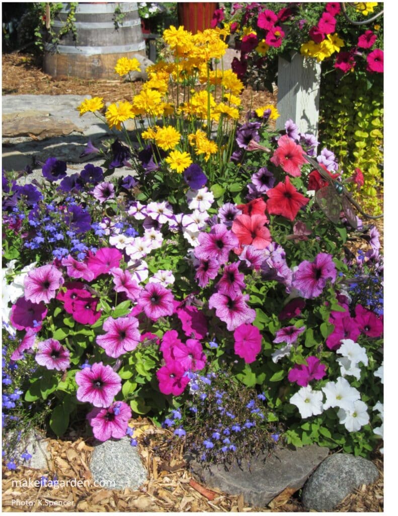 Close up of a grouping of colorful flowers petunias, lobelia and yellow daisies. Dazzling flower garden