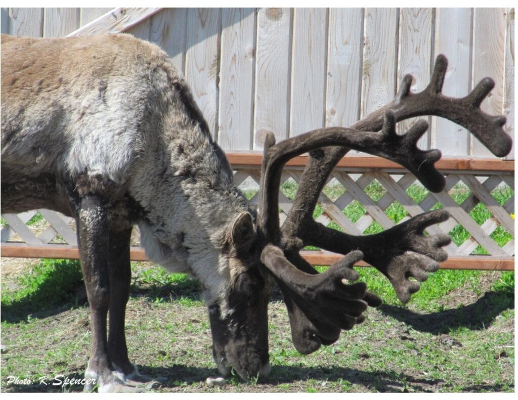 Real adult male reindeer with huge antlers grazes on grass at Williams Reindeer Farm
