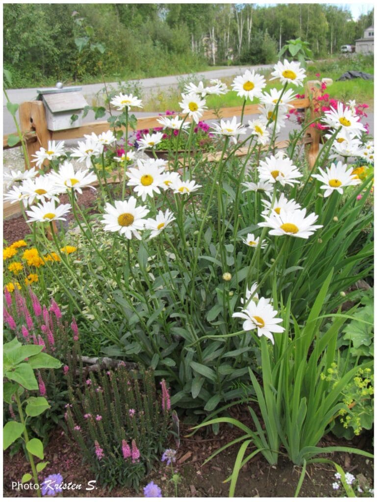 A pretty group of white daisy flowers. A good start to a spectacular flower garden