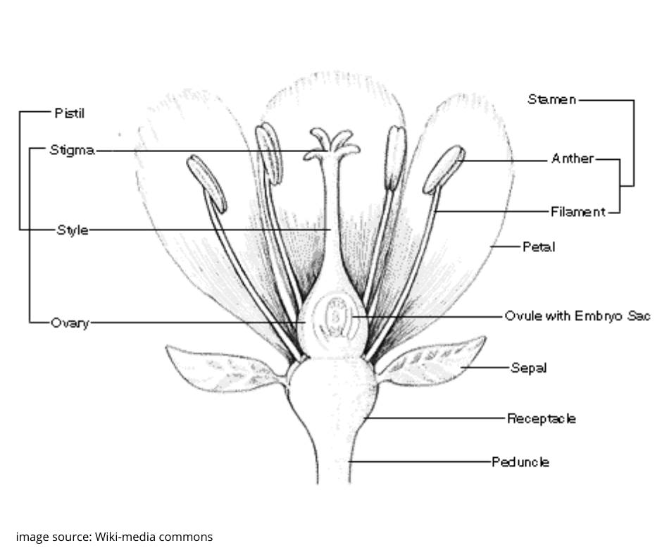  diagram of the scientific parts of a flower
