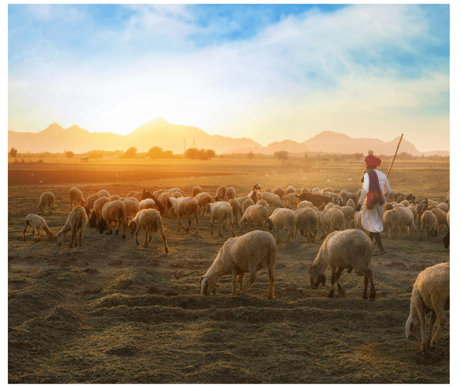 A Middle east shepherds watching  walks among his sheep. Additional Shepherds watching have been cropped out of photo. 