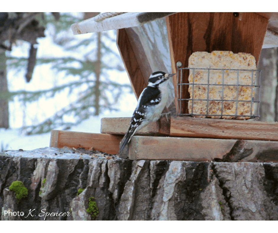 Downy woodpecker at a bird feeder